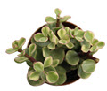 Variegated Afra  Portulacaria